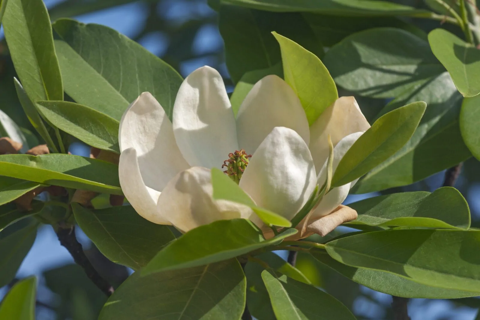Image of sweetbay magnolia