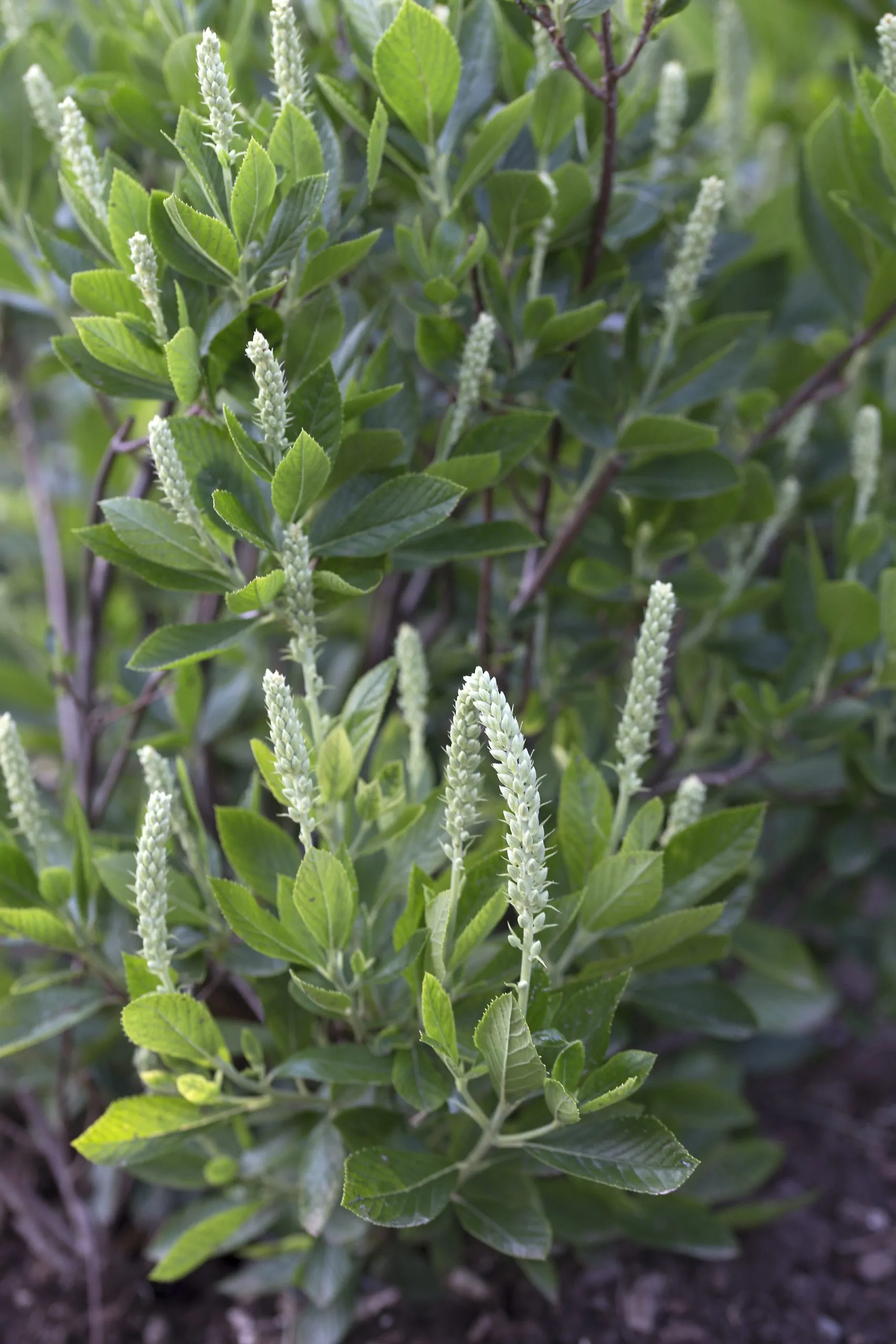 Image of sweet pepperbush