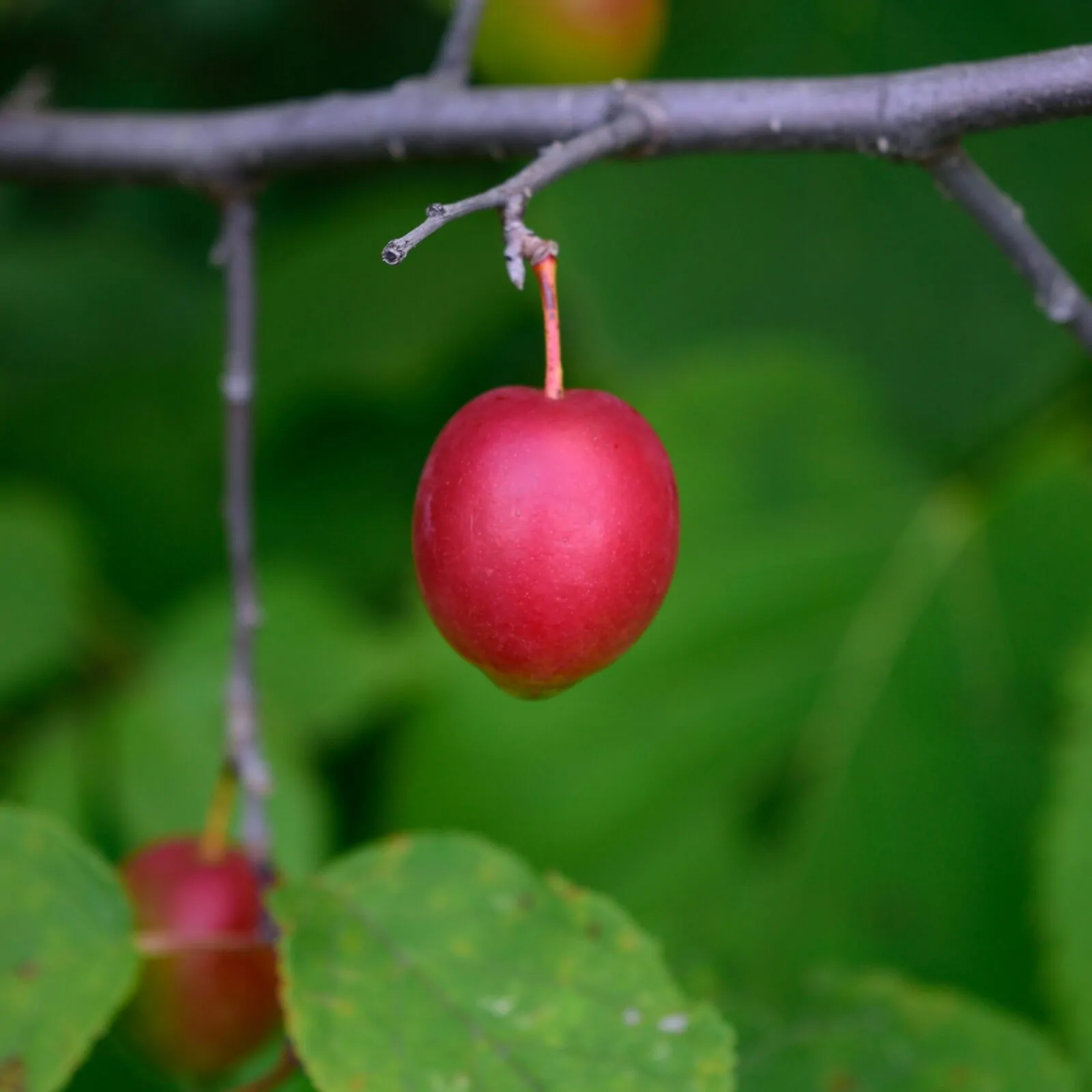 Image of American plum
