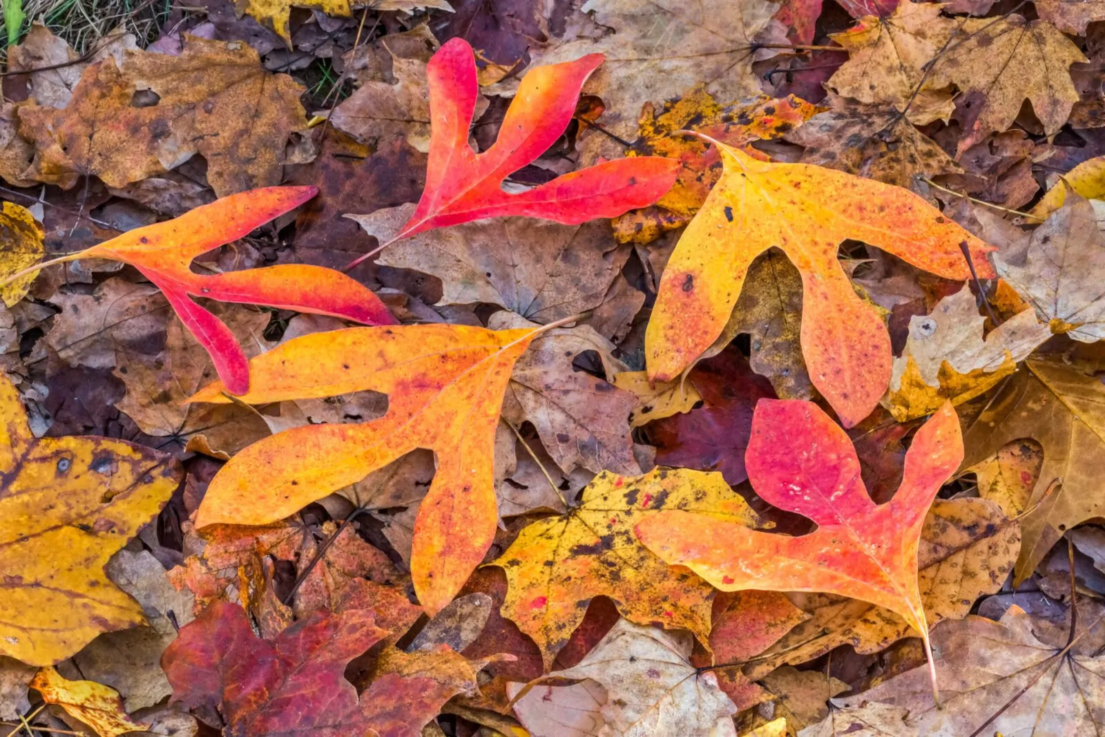 Image of sassafras leaves