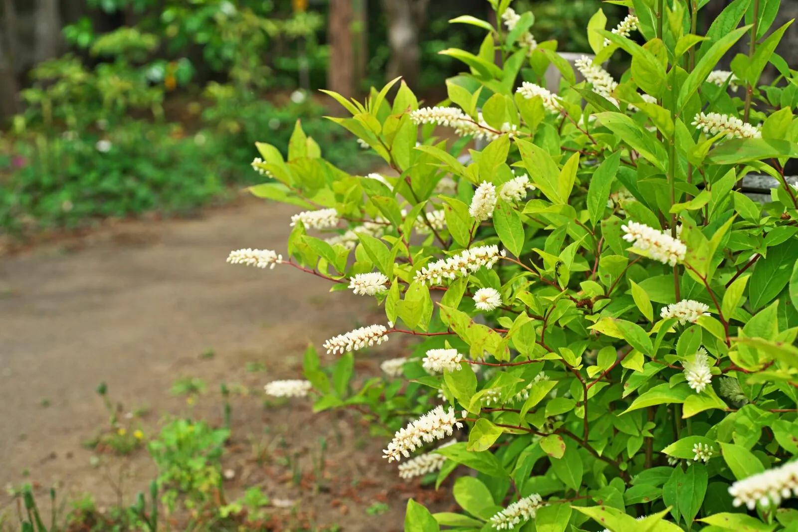 Image of sweetspire
