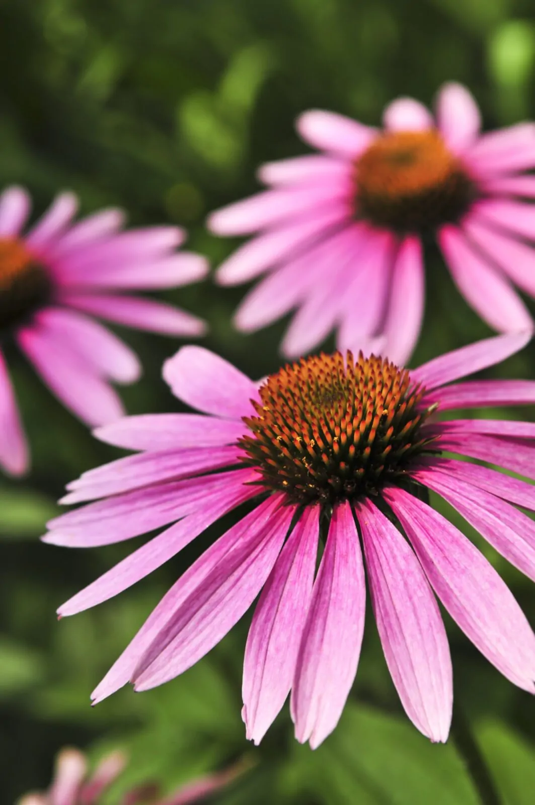 Image of purple coneflower