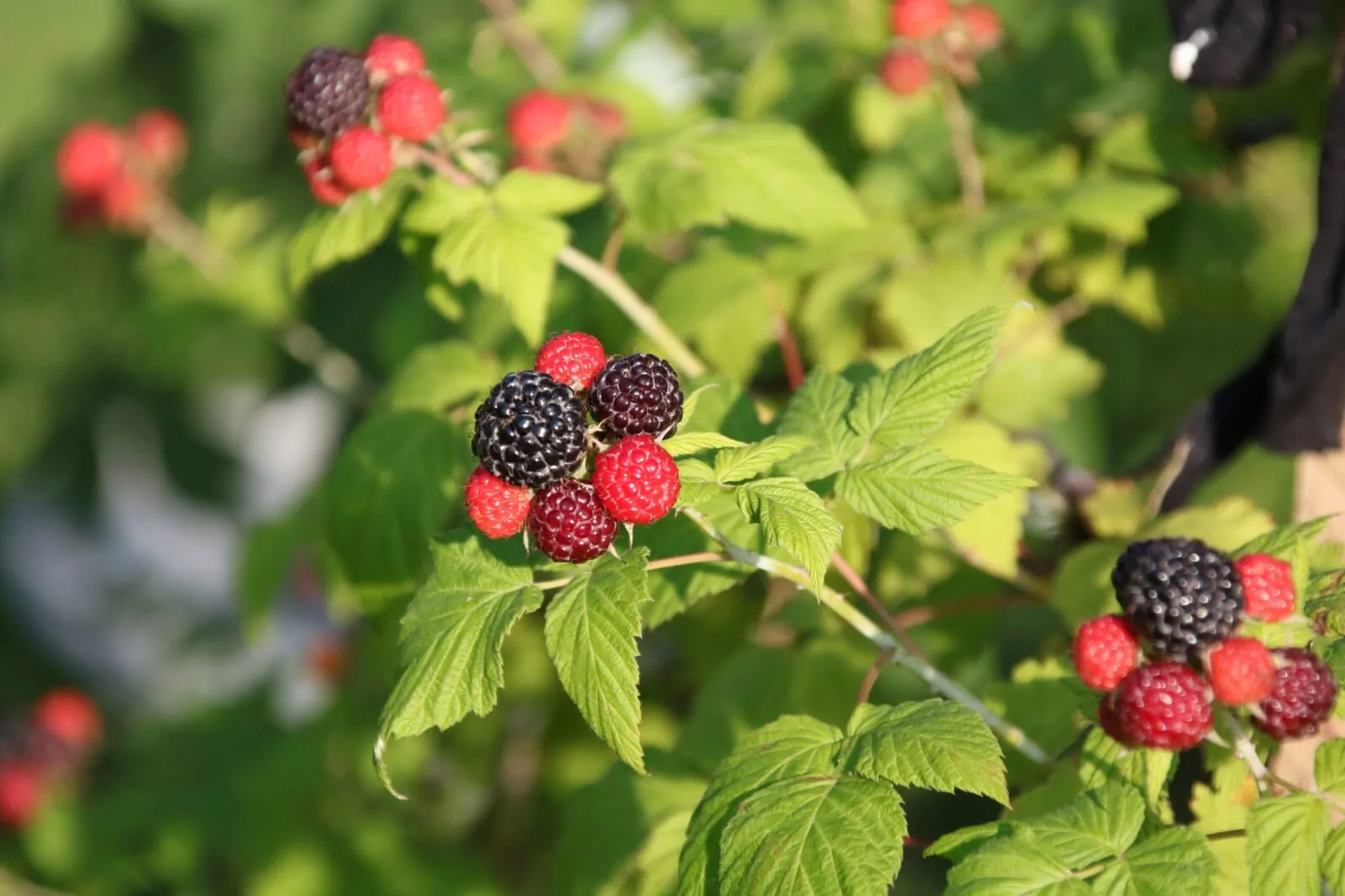 Image of black raspberry