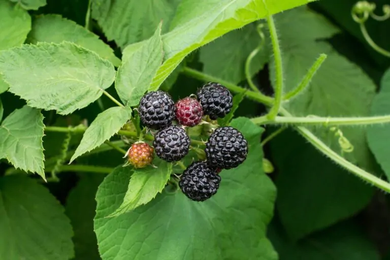 Image of black raspberry