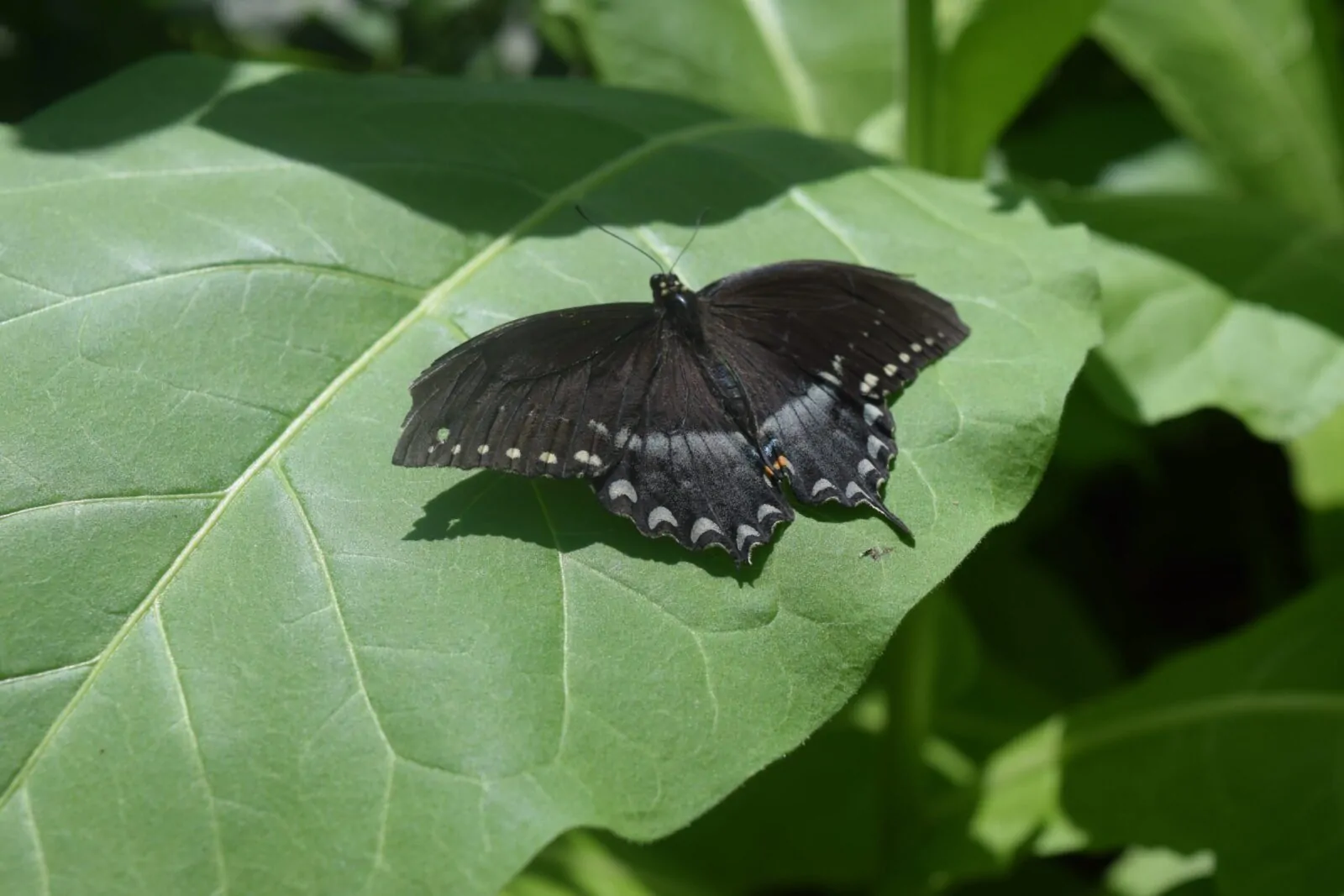 Image of spicebush
