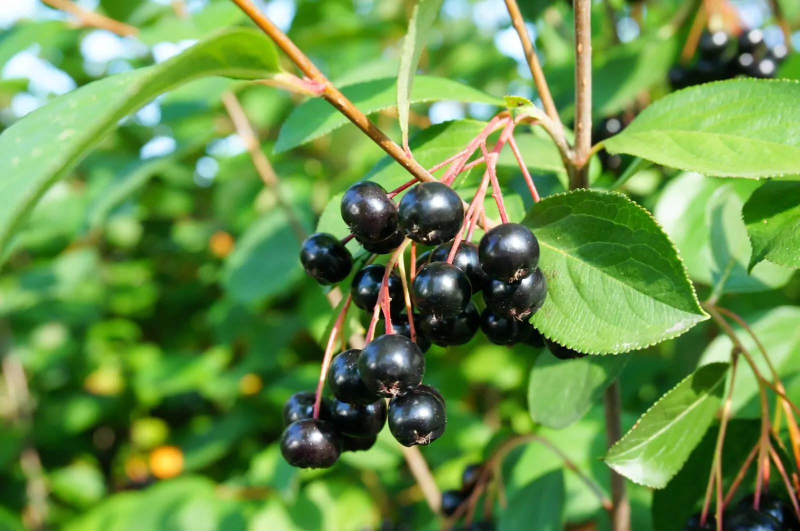 Image of black chokeberry
