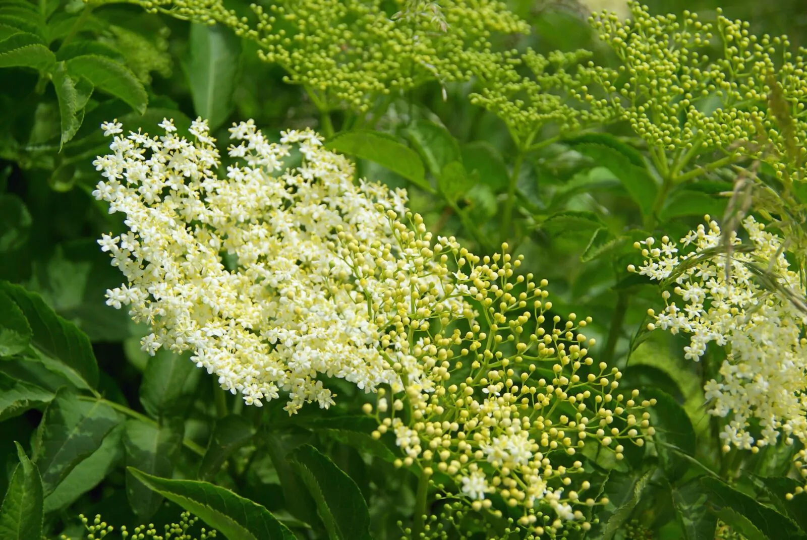 Image of elderberry