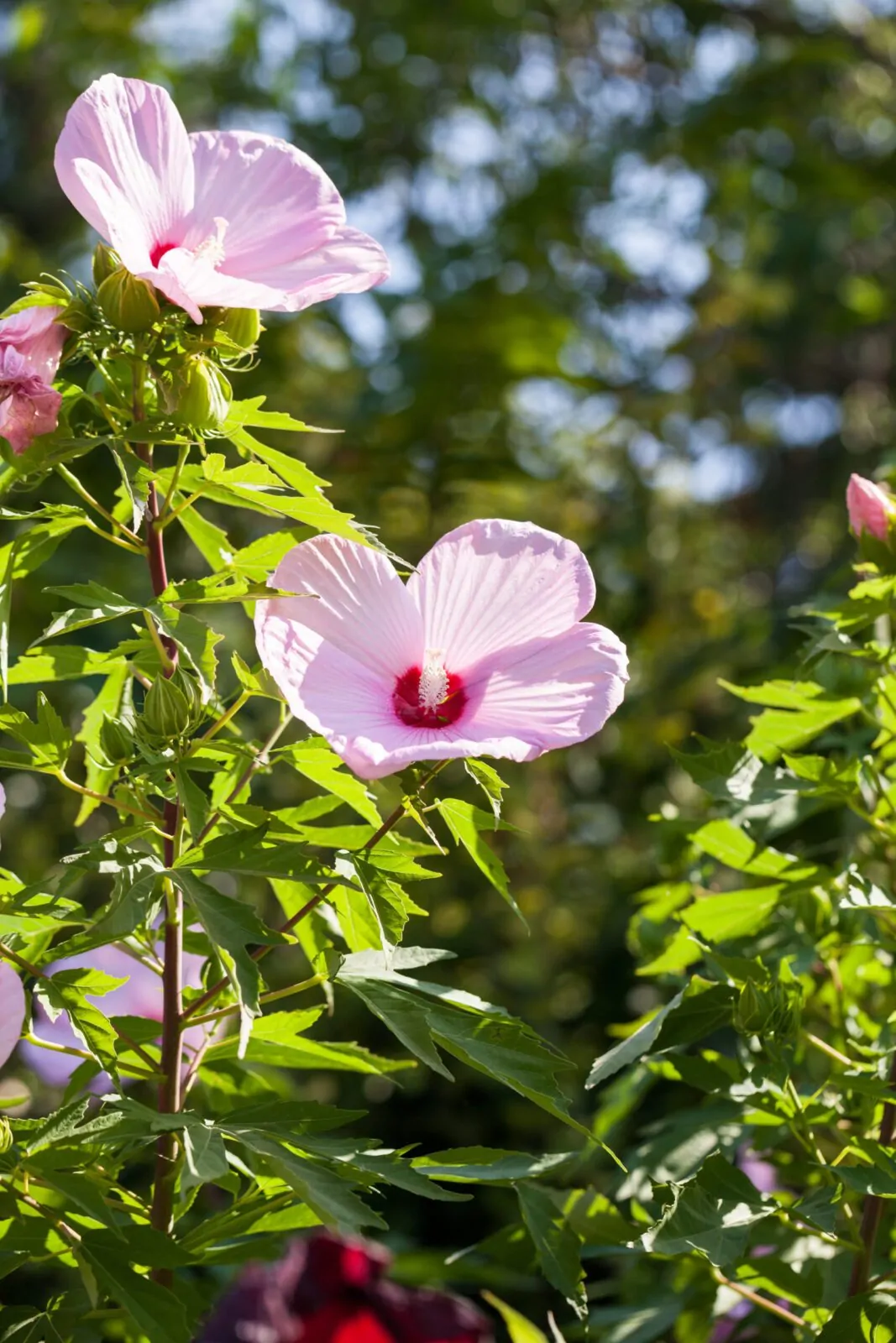 Image of swamp rose mallow