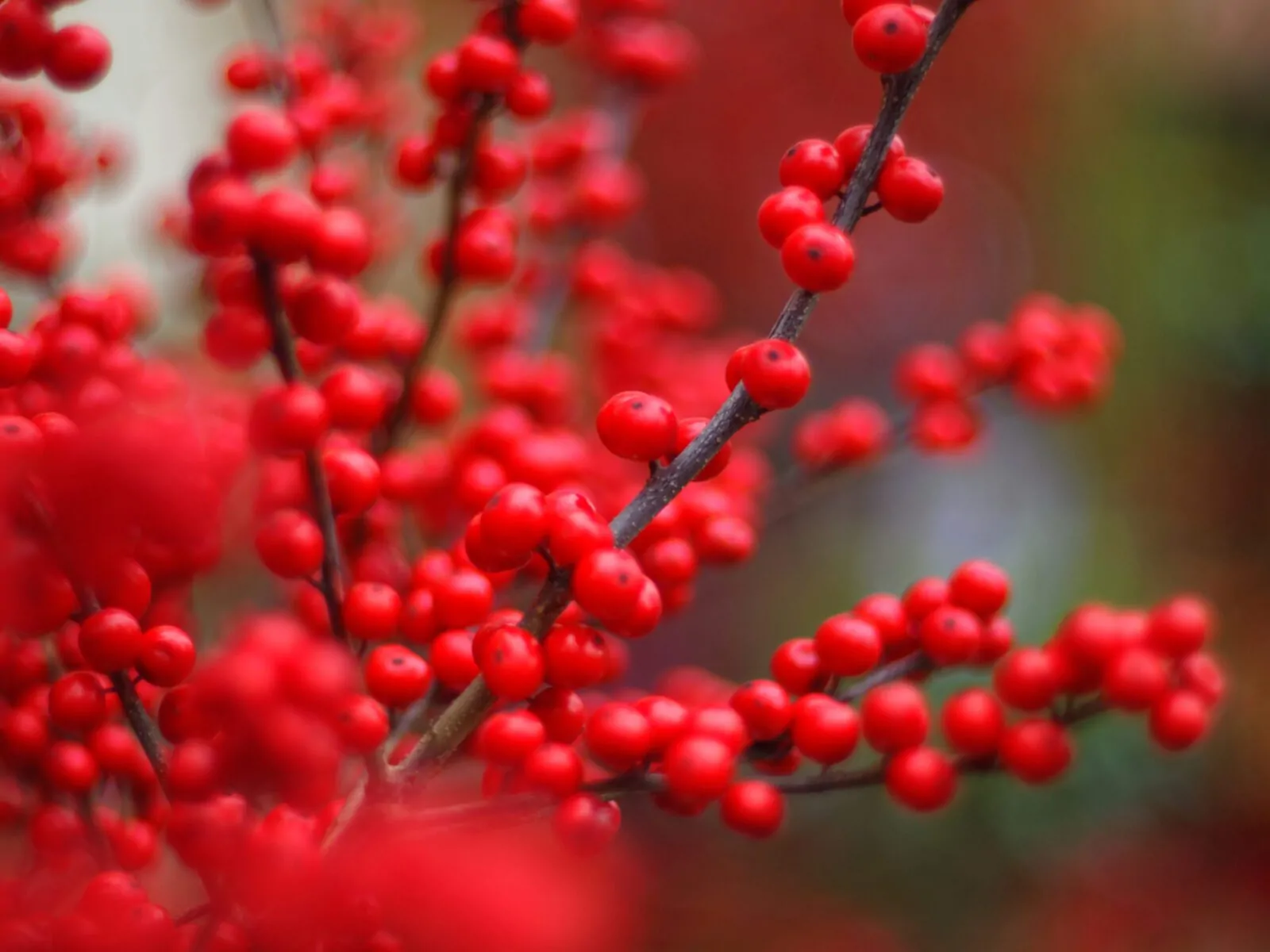 Image of winterberry