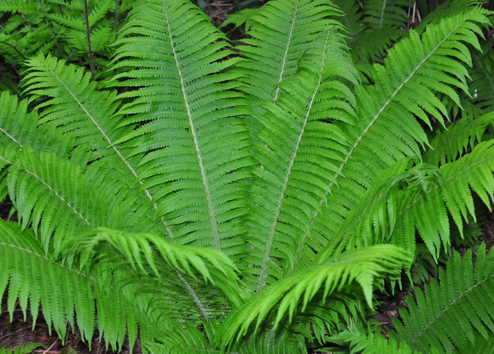 Image of ostrich fern