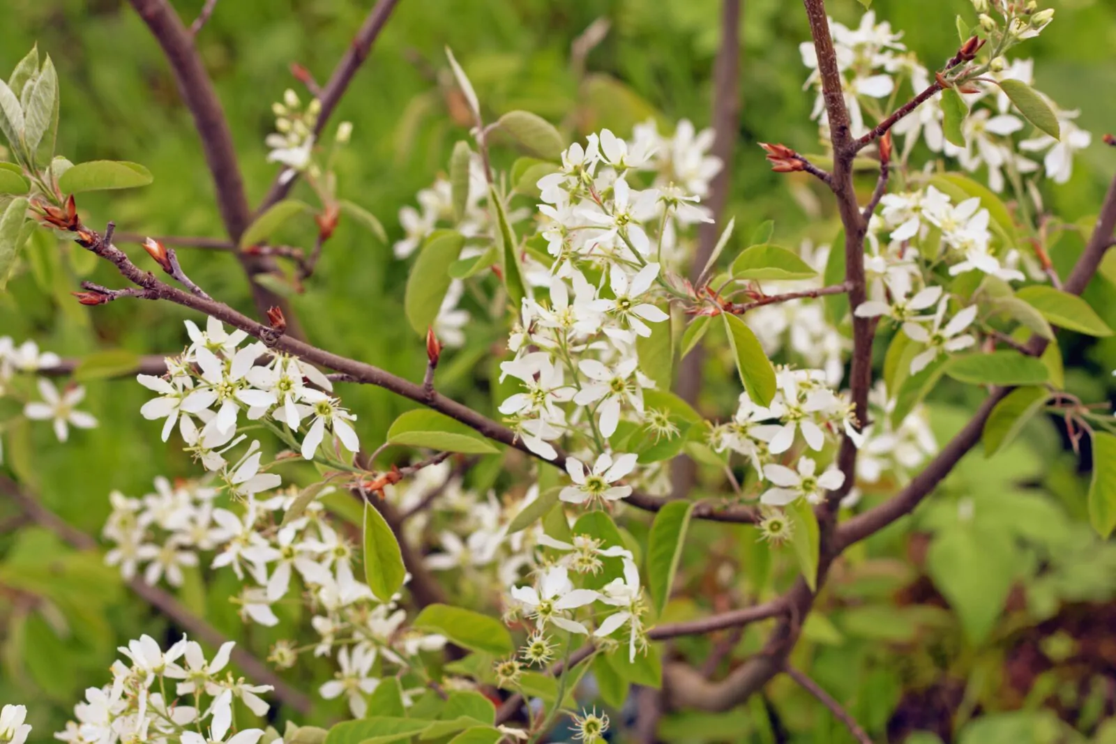 Image of serviceberry