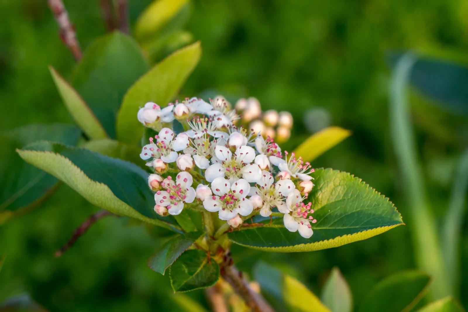 Image of black chokeberry