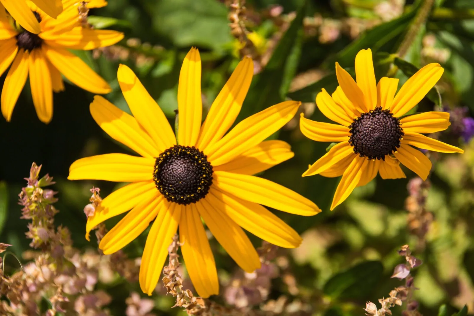 Image of orange coneflower