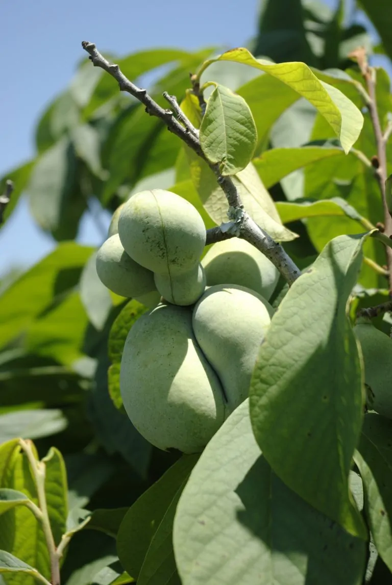 Image of paw paw