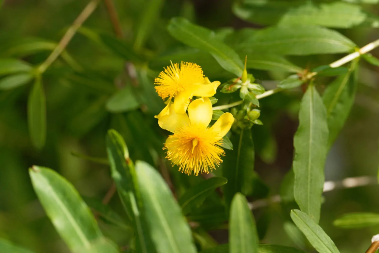 Image of St. John's Wort