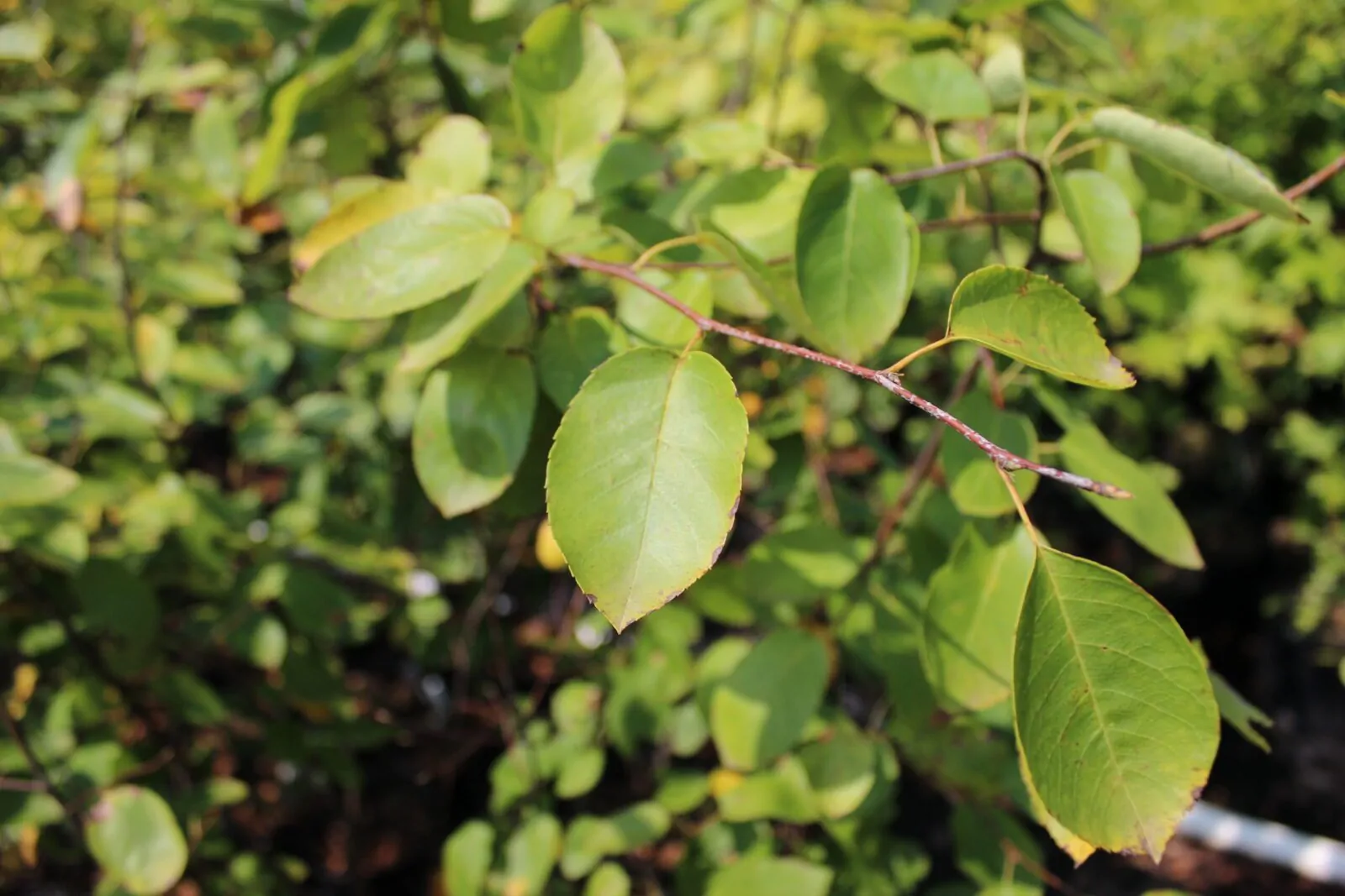 Image of serviceberry