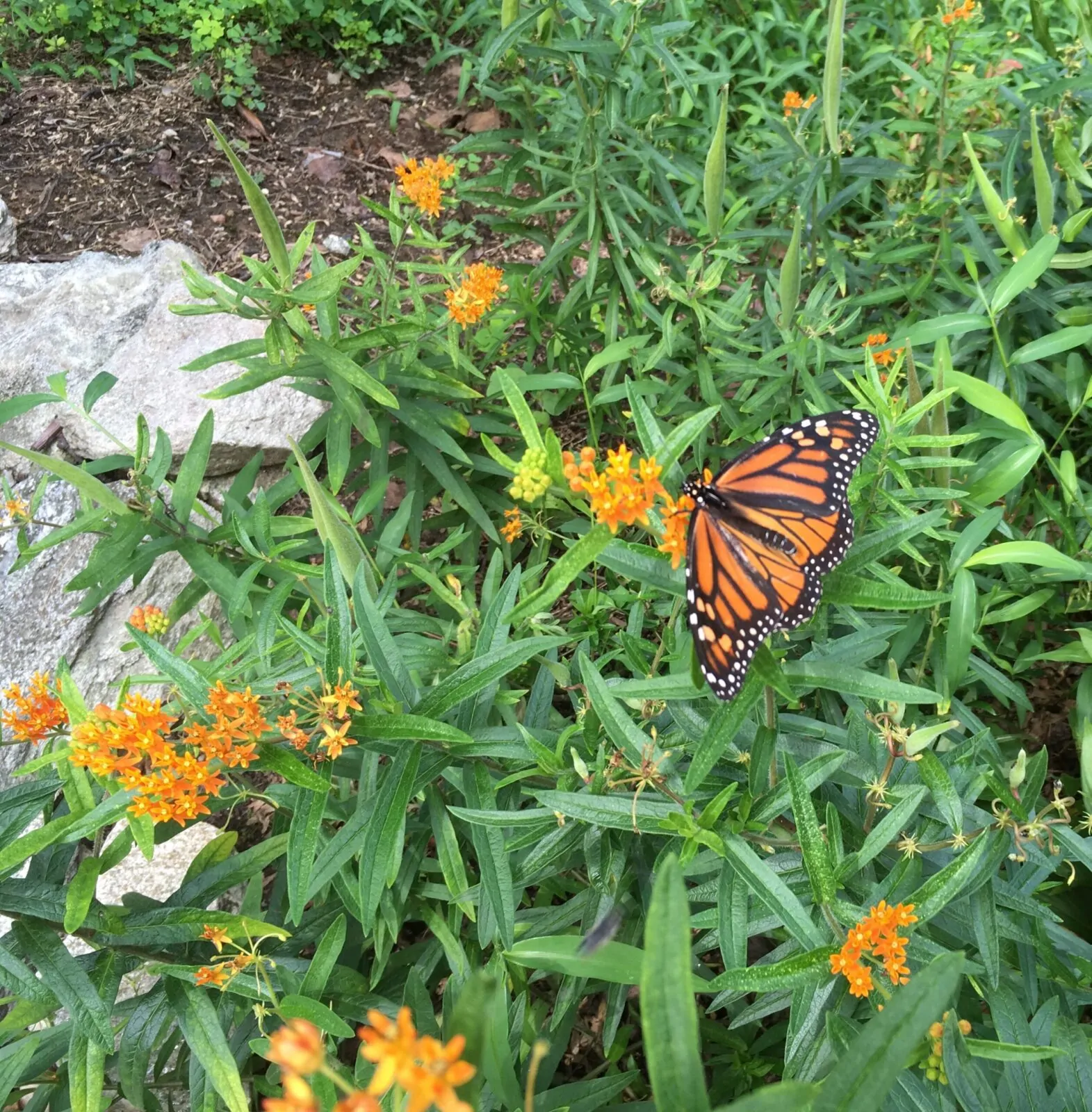 Image of butterfly milkweed