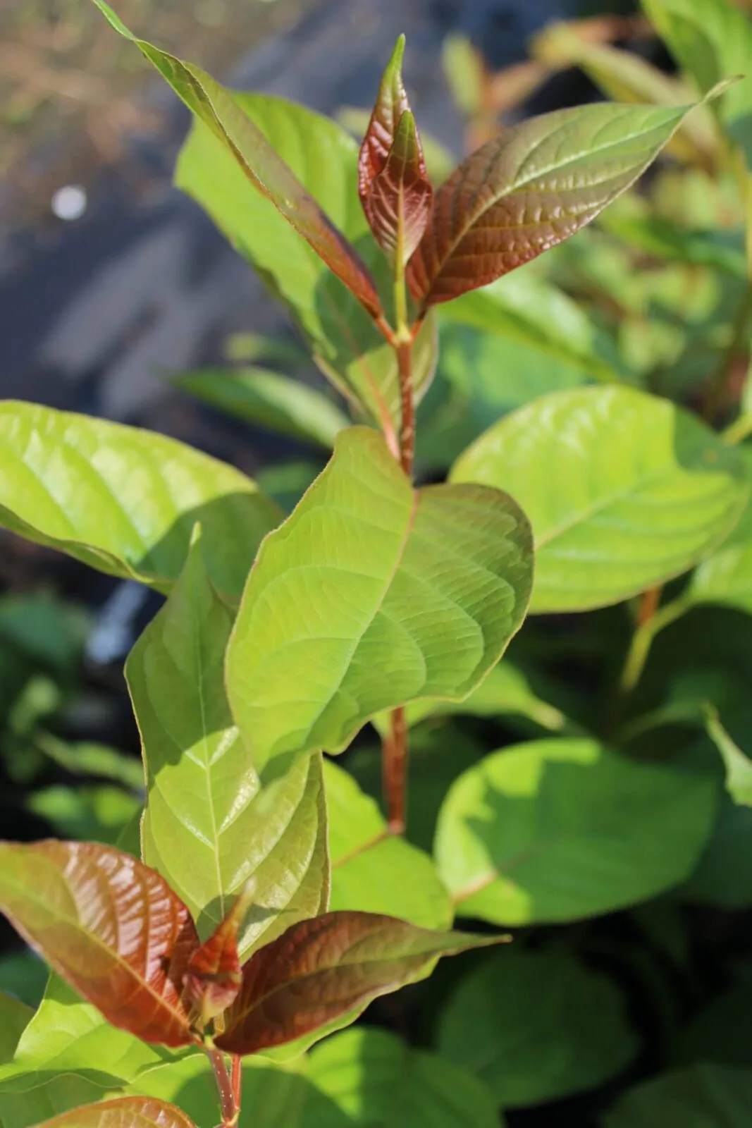 Image of buttonbush