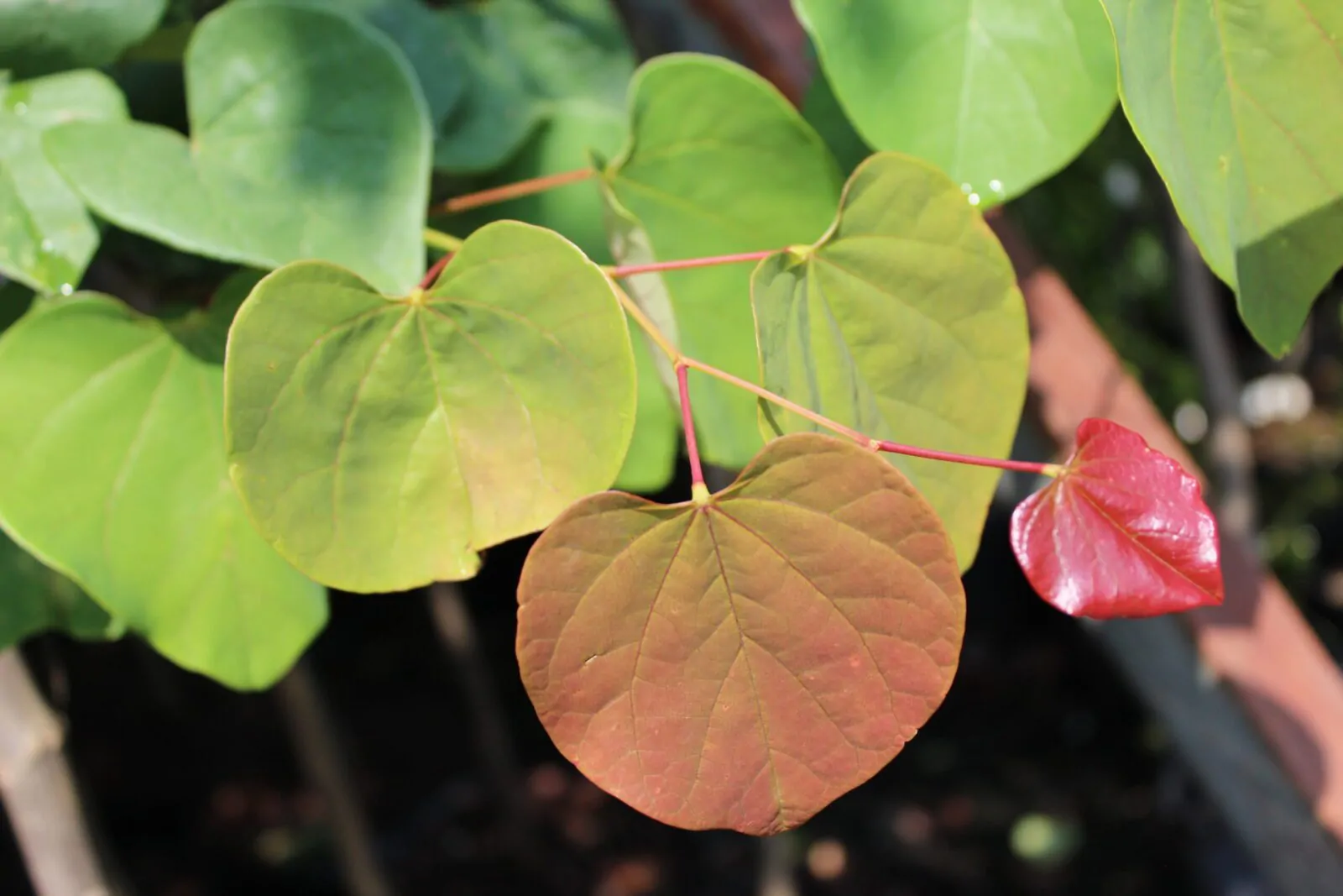 Image of redbud