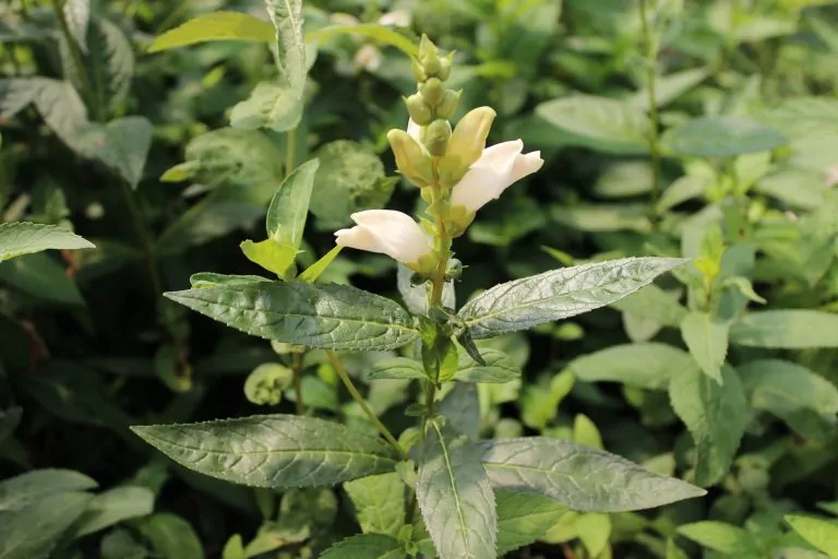 Image of white turtlehead