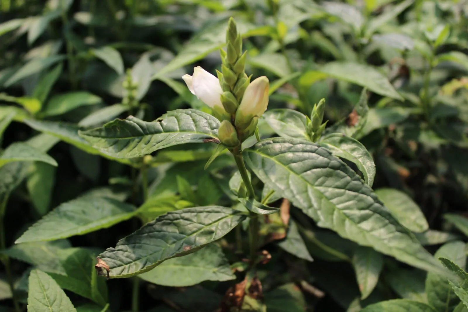 Image of white turtlehead