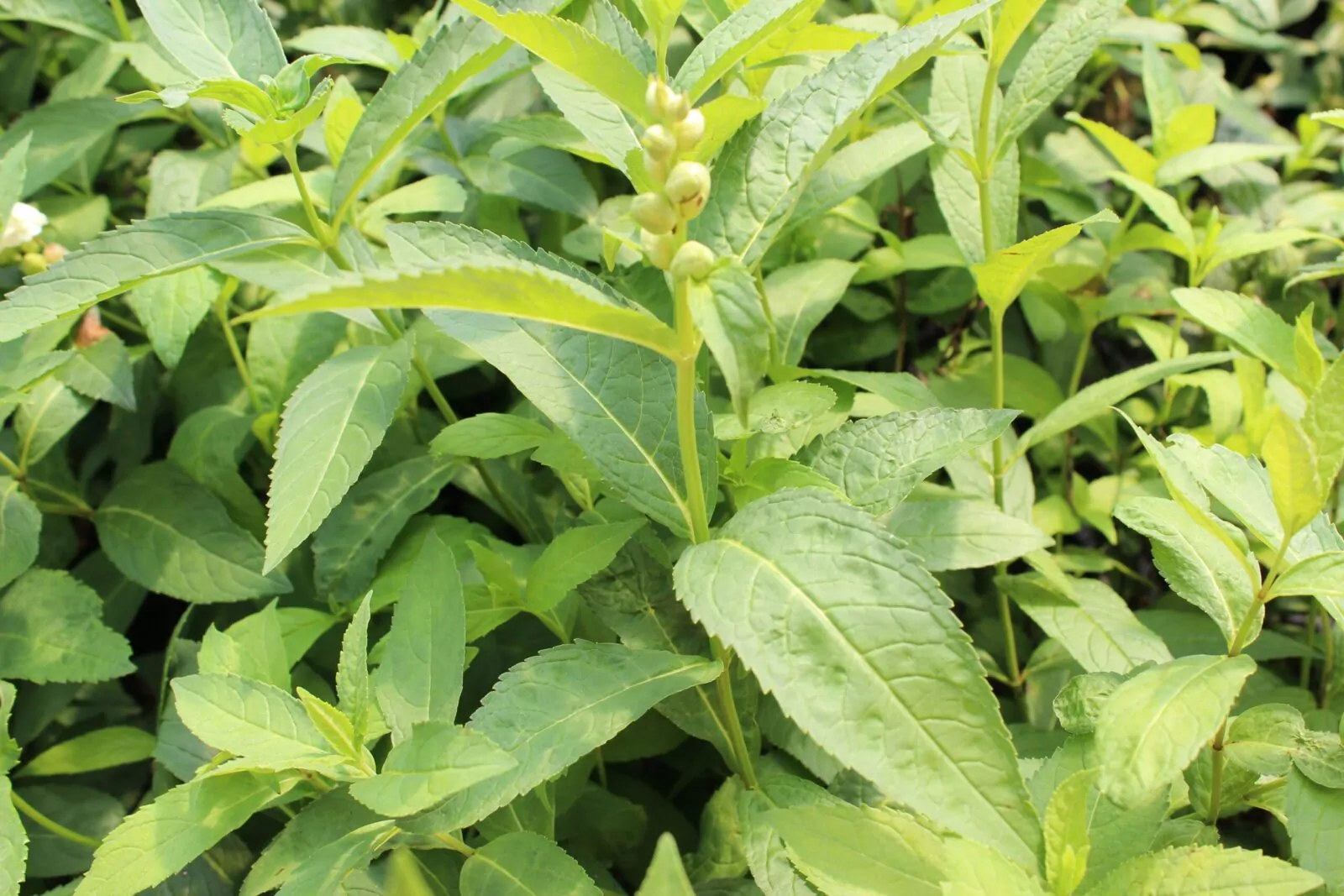 Image of white turtlehead