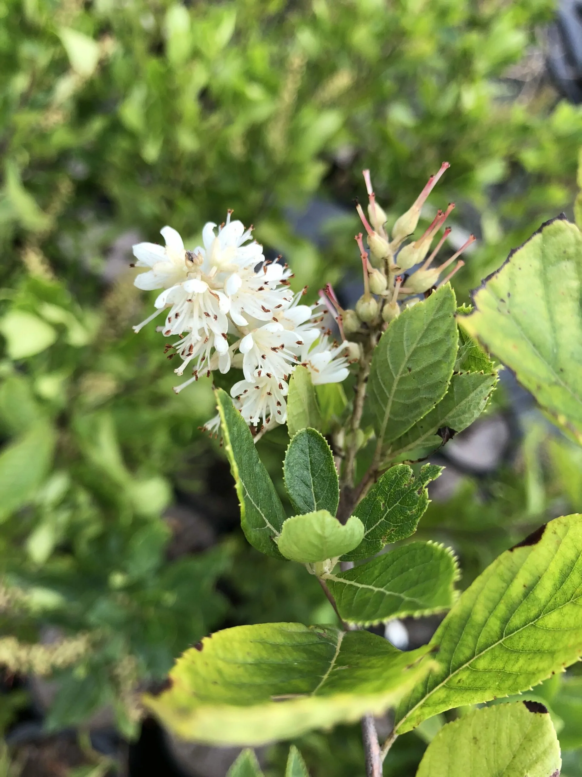 Image of sweet pepperbush