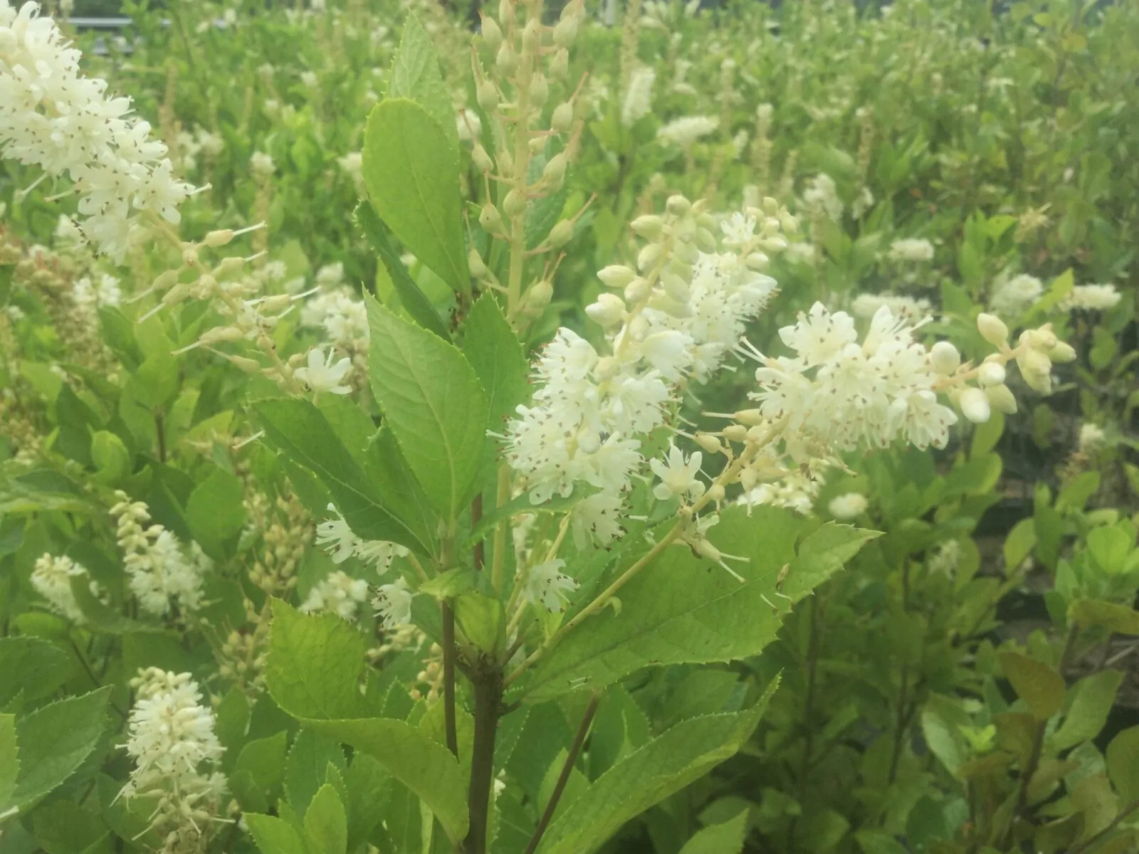 Image of sweet pepperbush