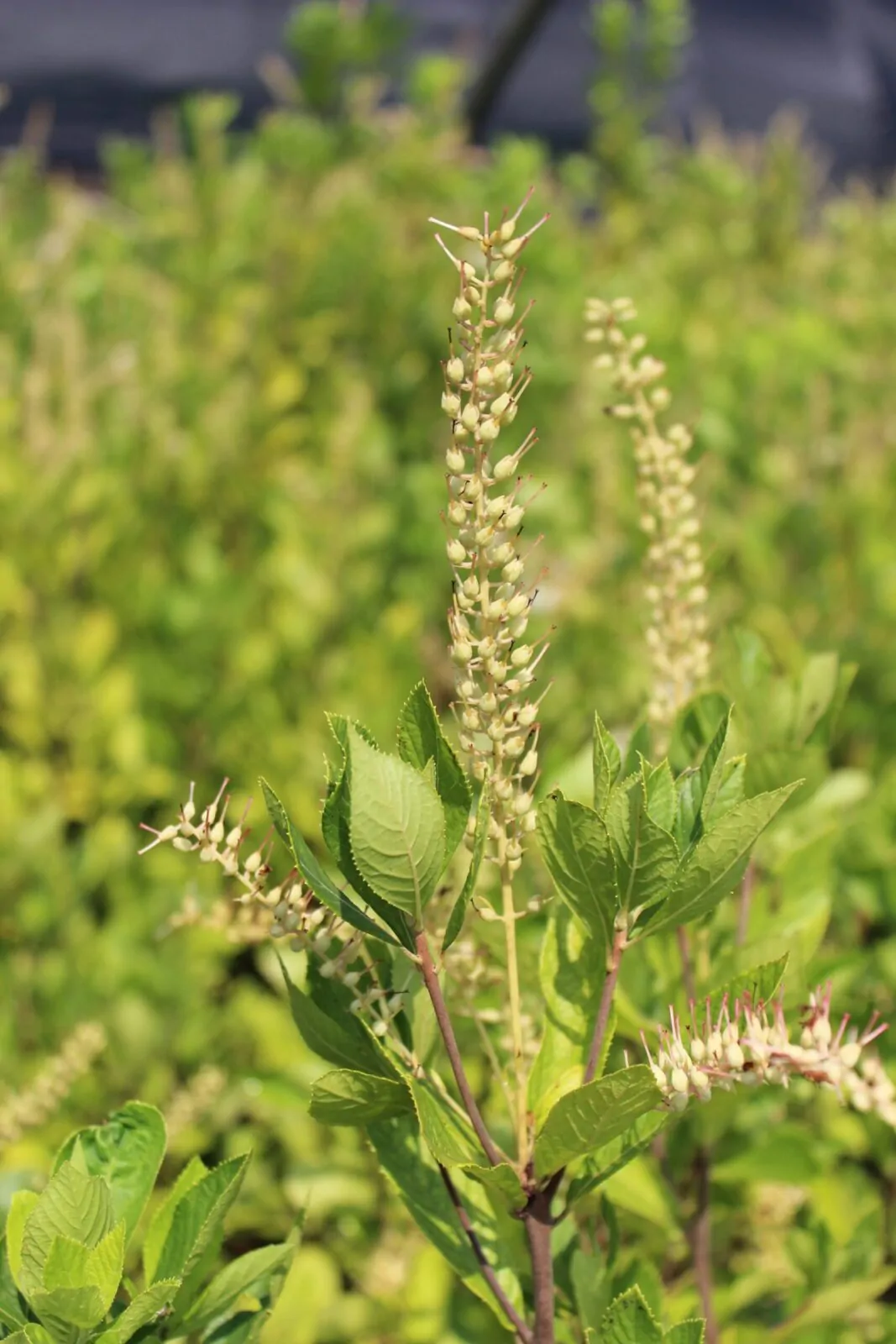 Image of sweet pepperbush