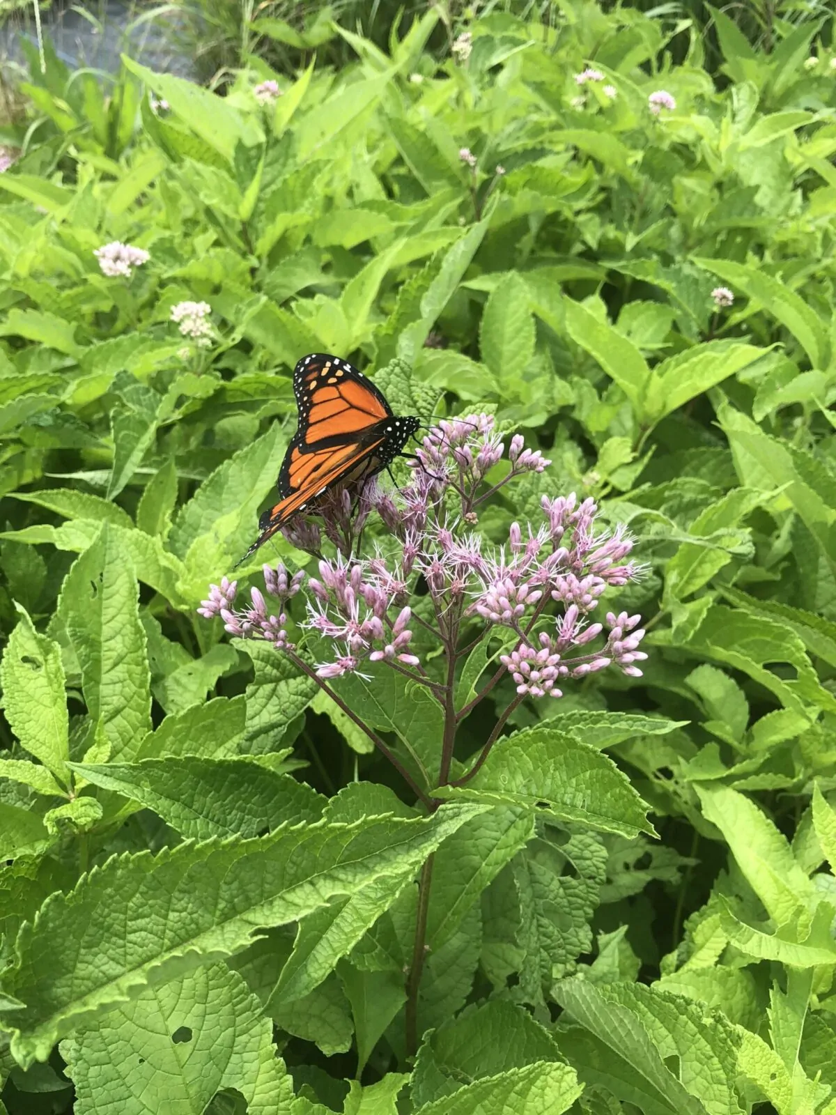 Image of Sweet Joe Pye Weed