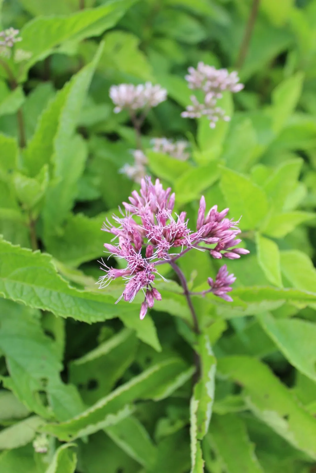 Image of Sweet Joe Pye Weed