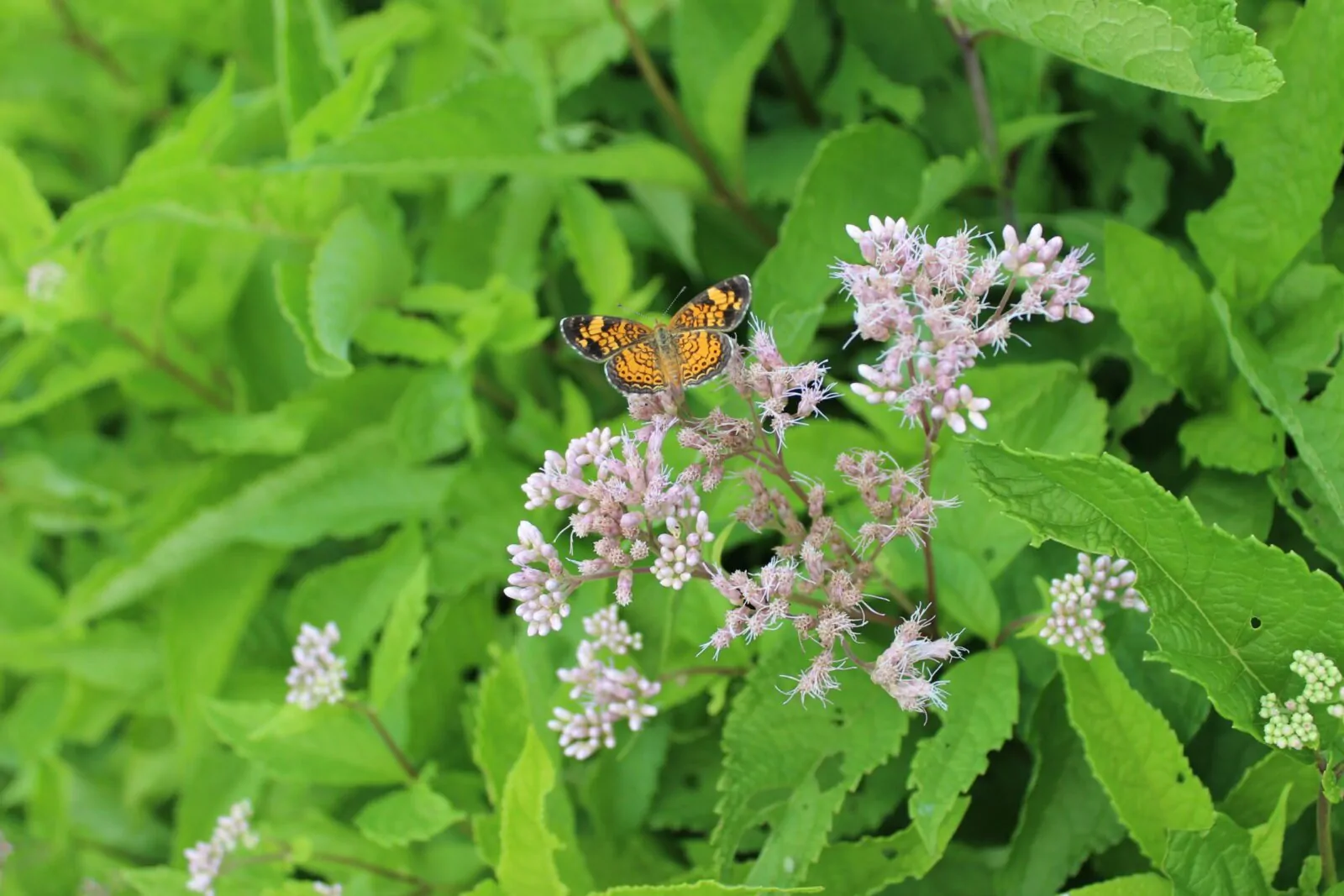 Image of Sweet Joe Pye Weed