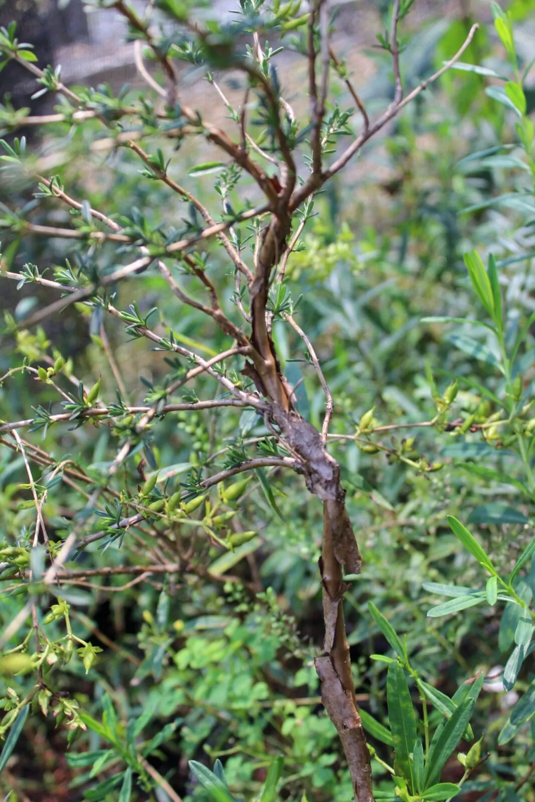 Image of St. John's Wort