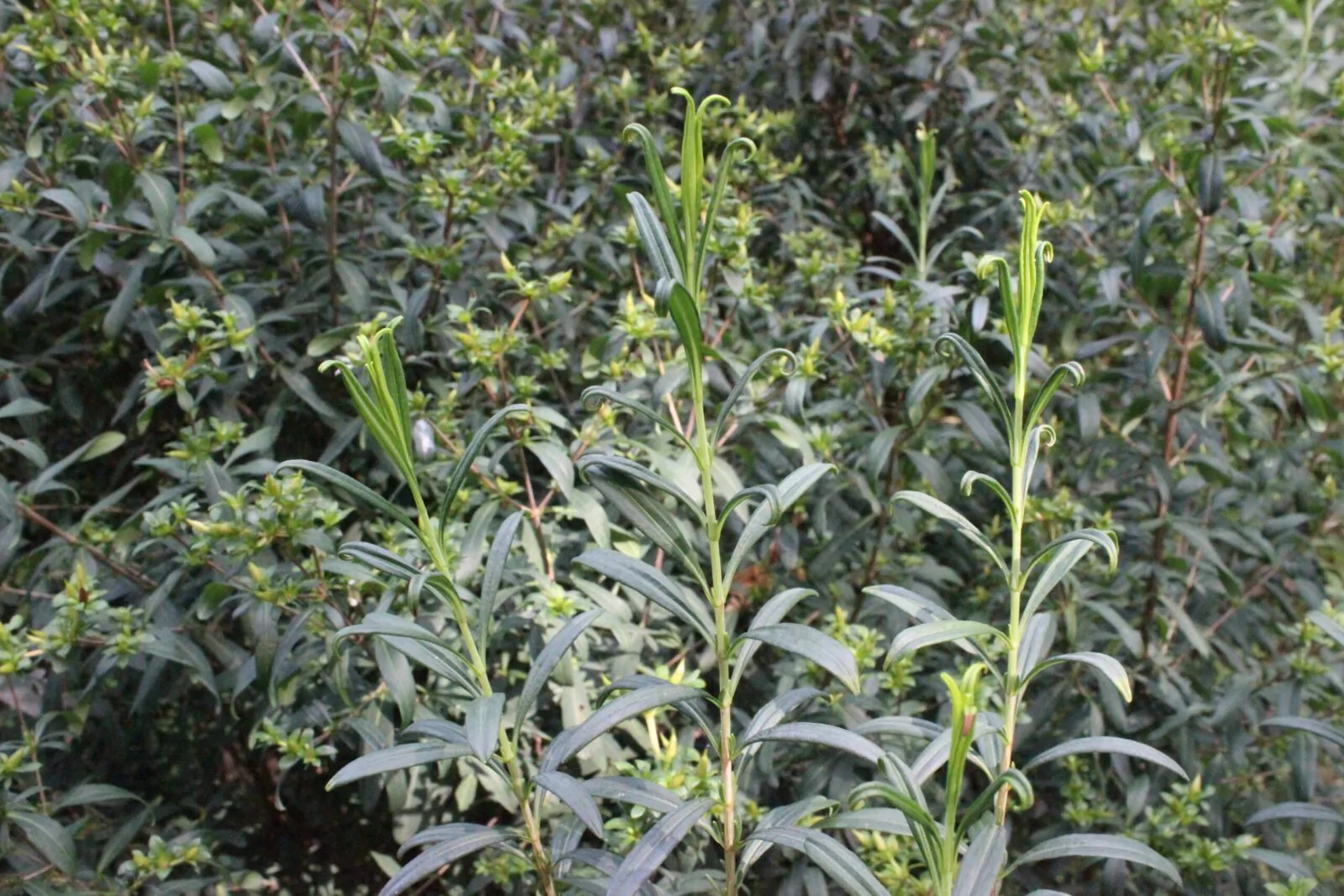 Image of St. John's Wort
