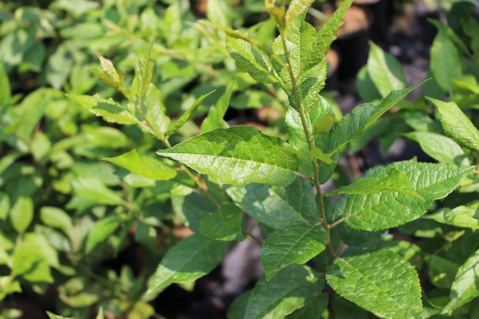 Image of winterberry