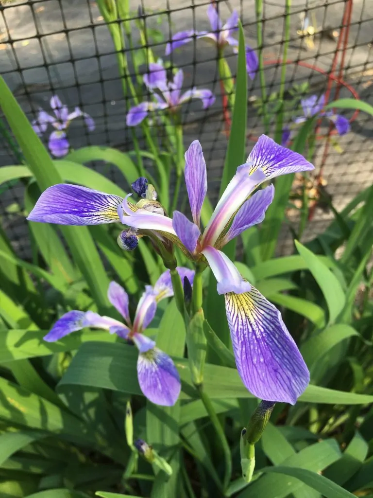 Image of blueflag iris