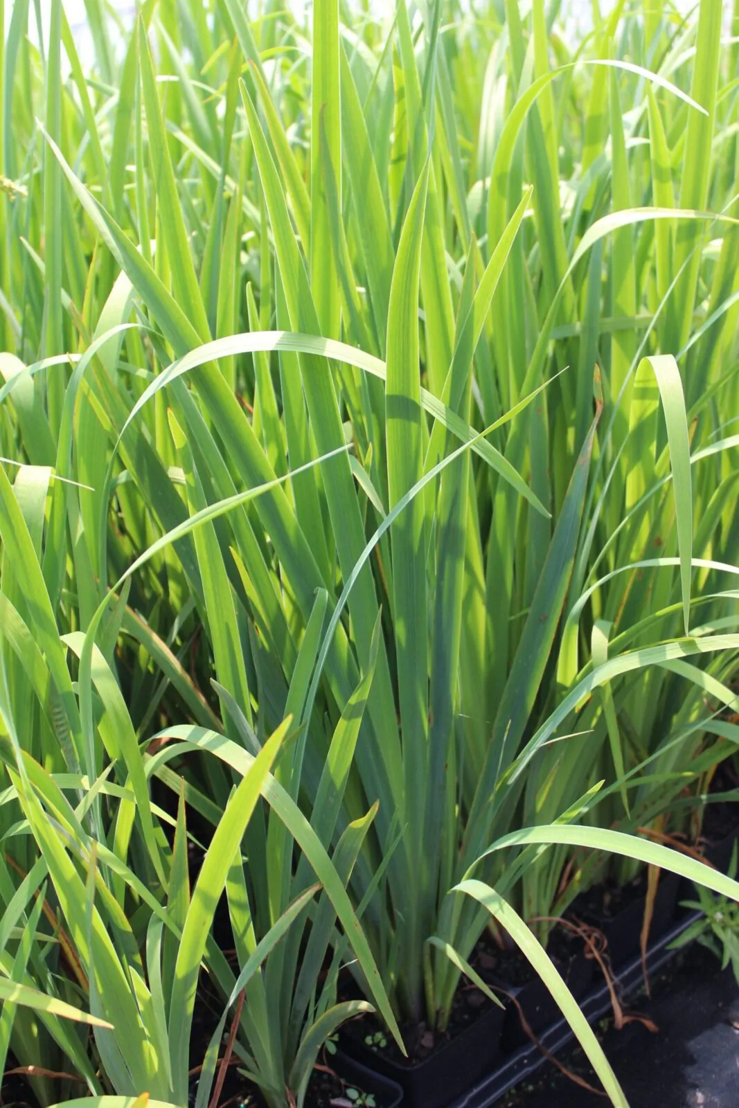 Image of blueflag iris