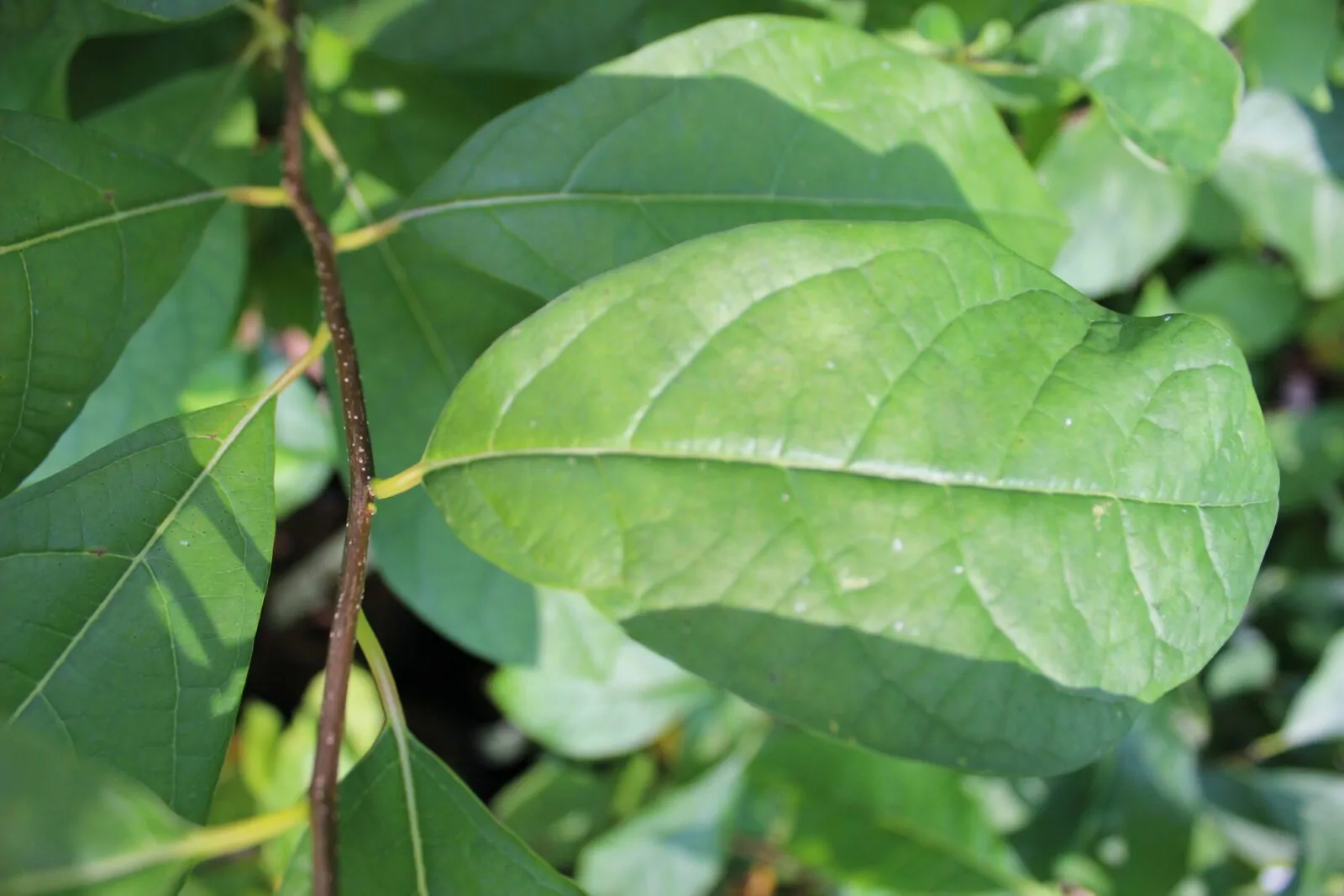 Image of spicebush