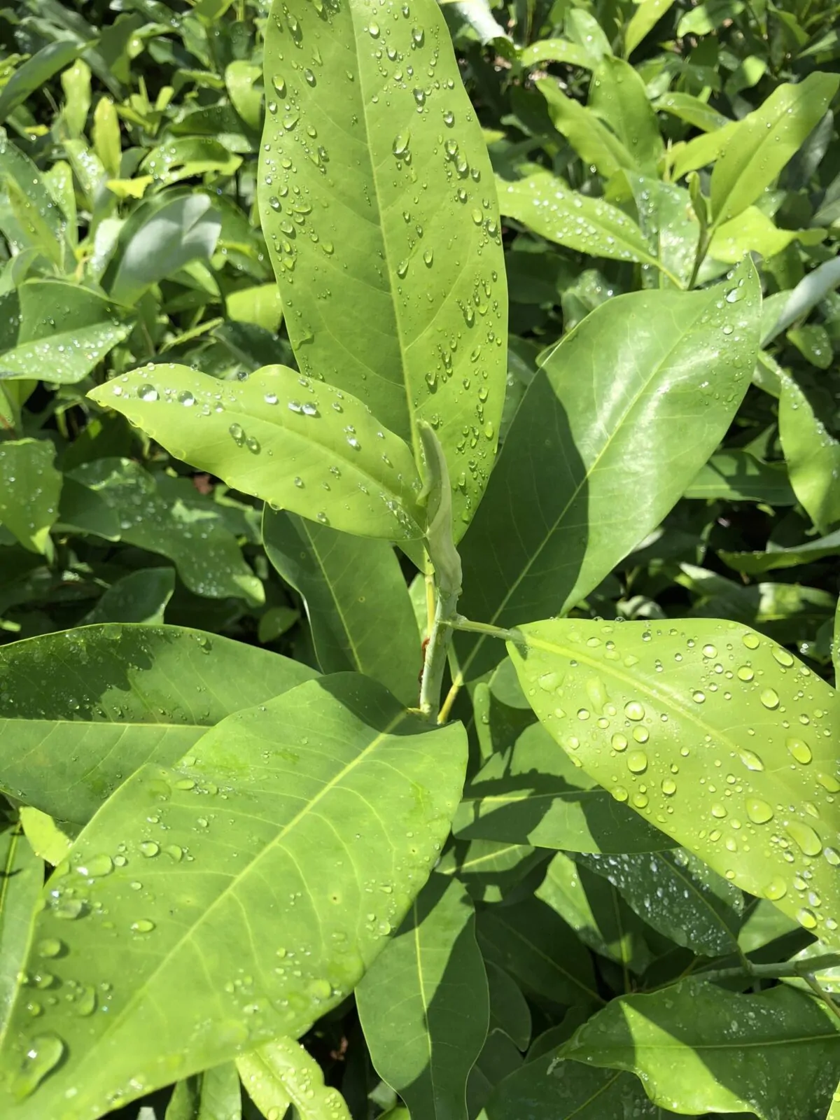 Image of sweetbay magnolia