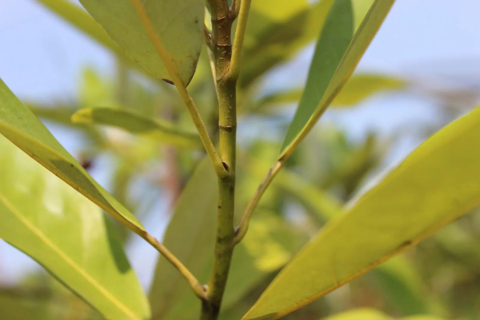 Image of sweetbay magnolia