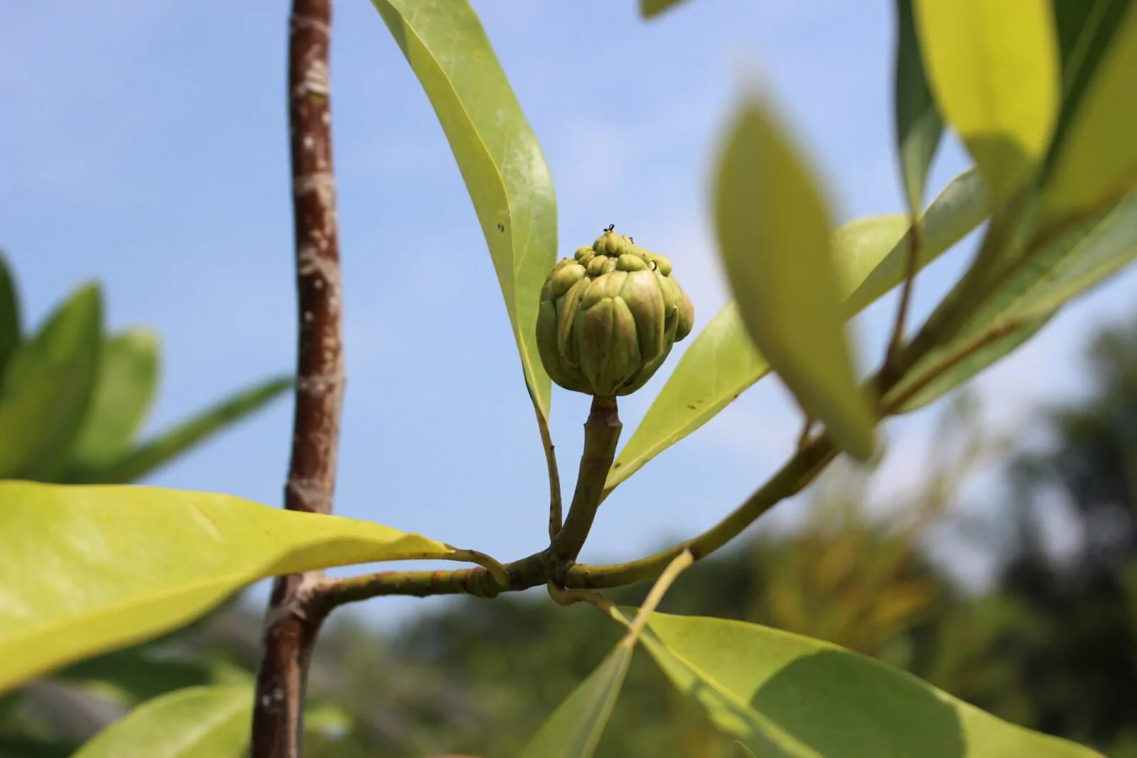 Image of sweetbay magnolia