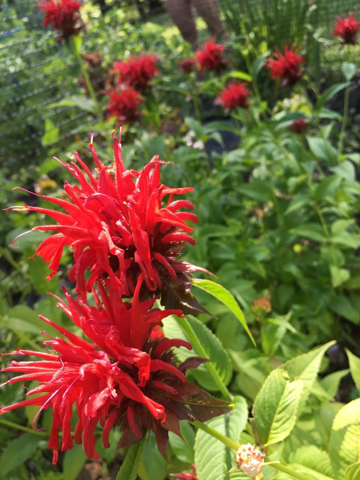Image of scarlet beebalm