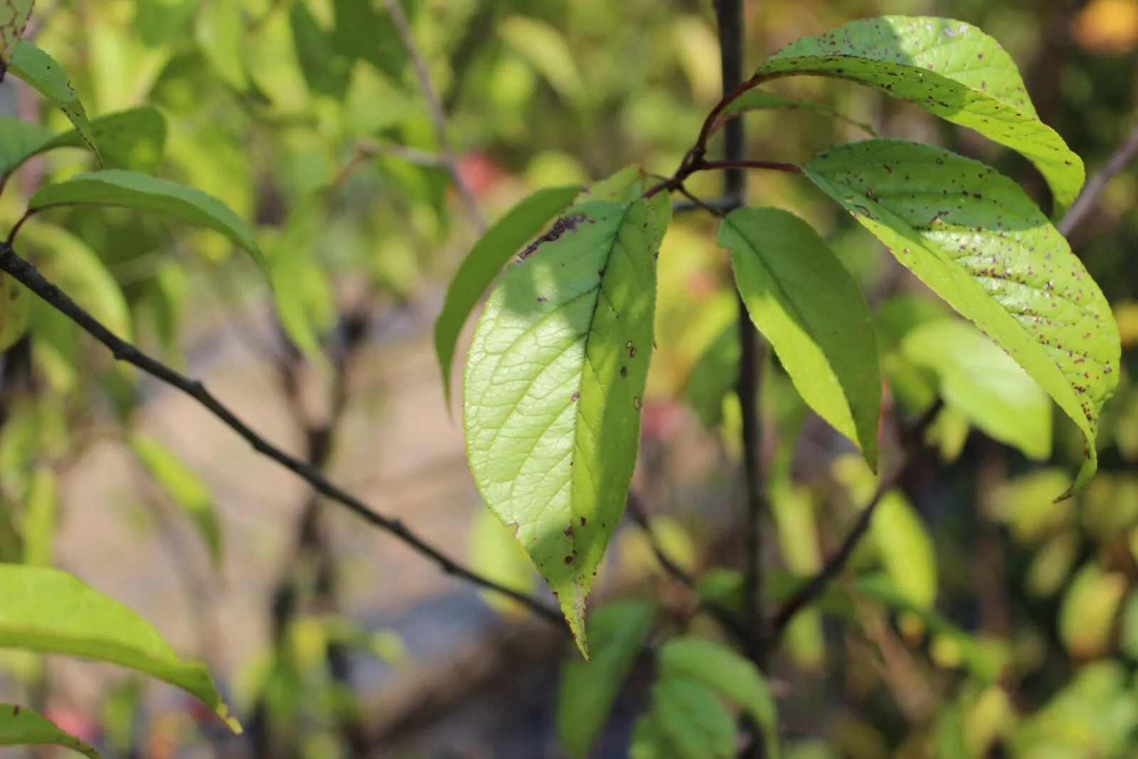 Image of American plum