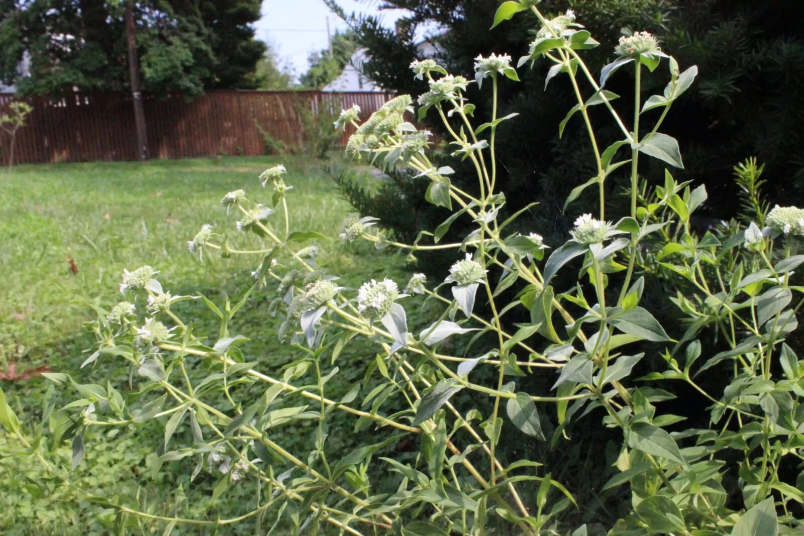 Image of mountain mint