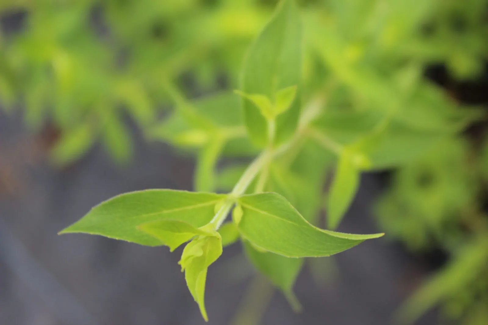 Image of mountain mint