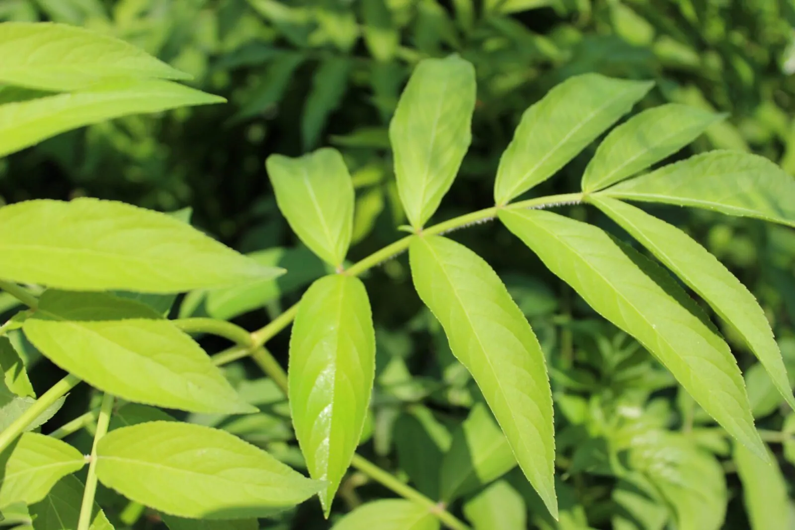 Image of sambucus