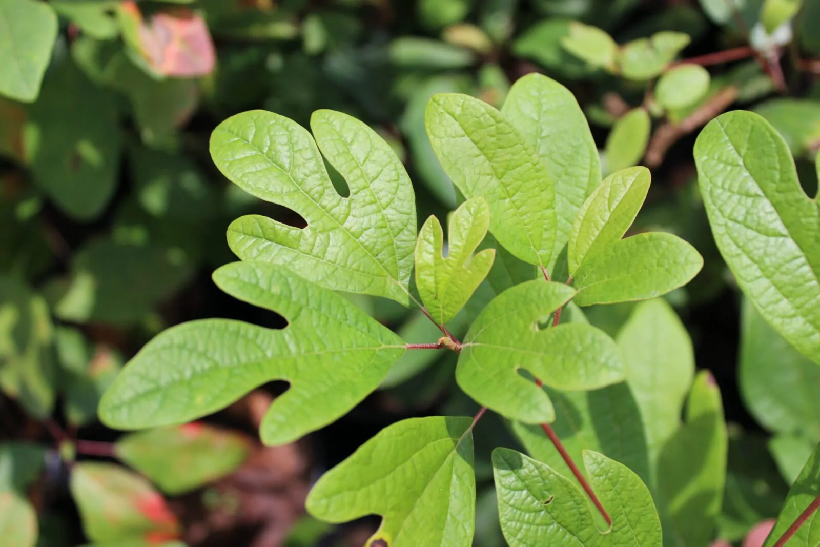 Image of sassafras leaves