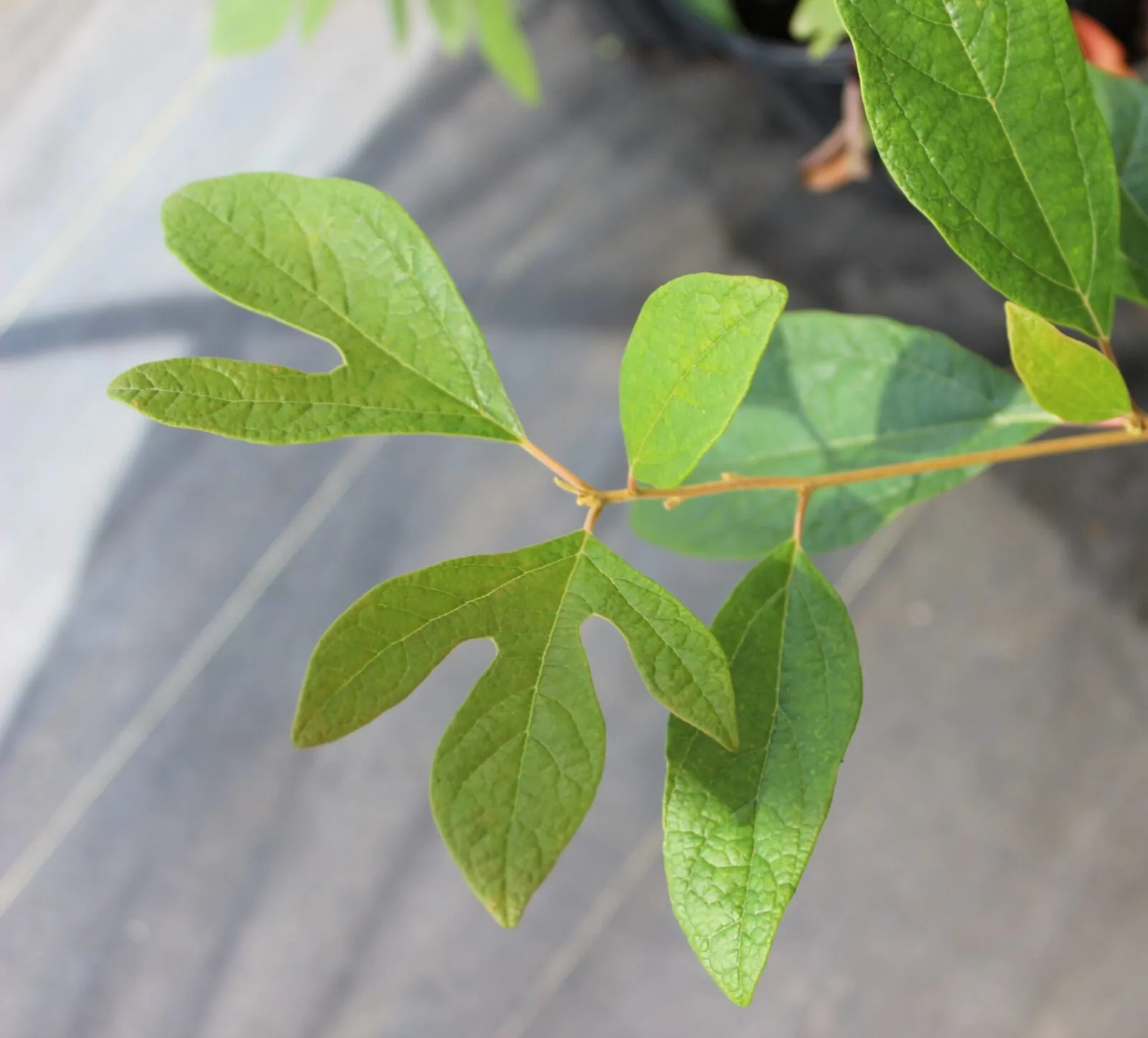 Image of sassafras leaves