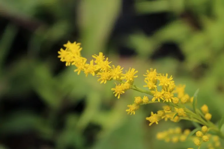 Image of sweet goldenrod