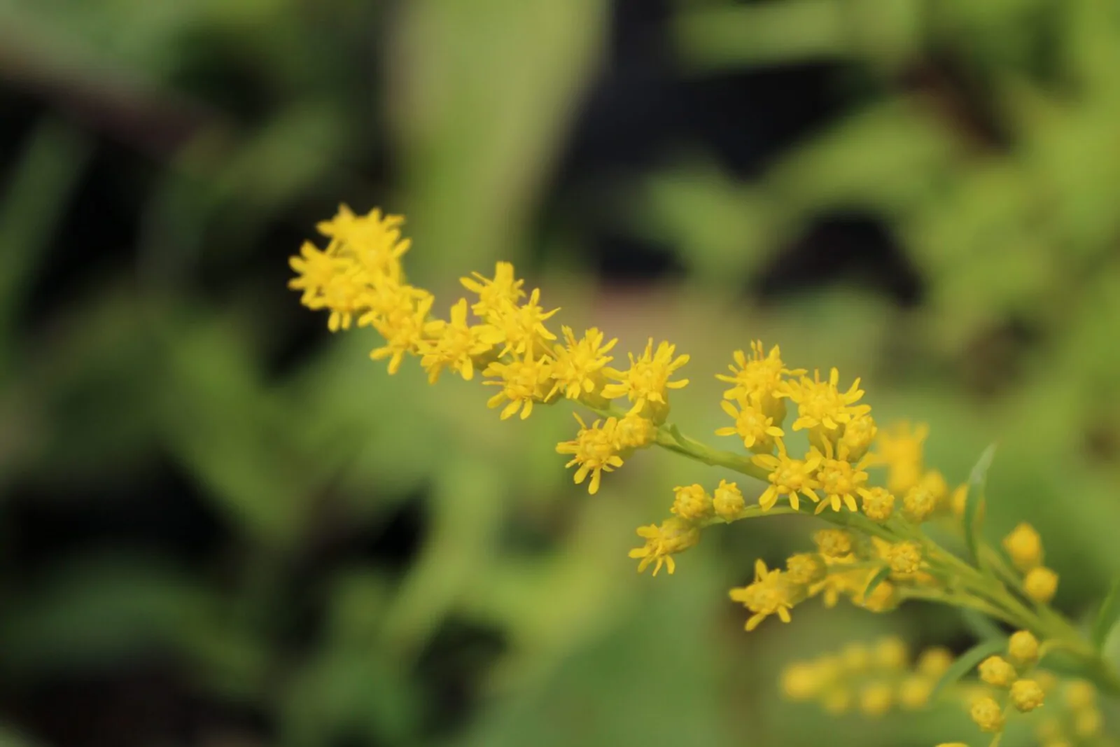 Image of sweet goldenrod
